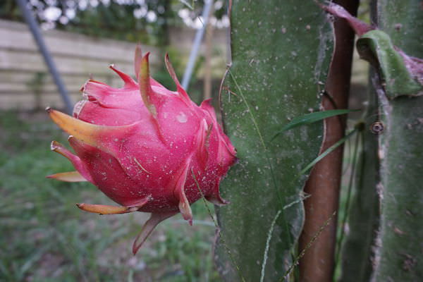 DSC00290