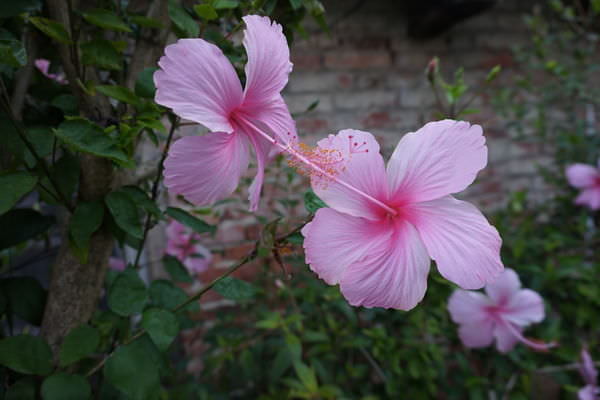 DSC00313